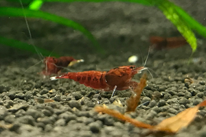 [neo-caridinas] - Blue Crown Aquatics Trade