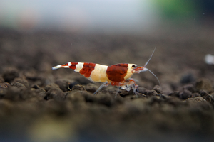 [neo-caridinas] - Blue Crown Aquatics Trade