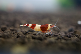 [neo-caridinas] - Blue Crown Aquatics Trade