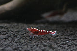 Red Galaxy Fishbone Grade S (PACK OF 5+1 for DOA extra)