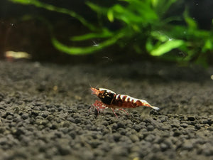 Red Galaxy Fishbone Grade S (PACK OF 5+1 for DOA extra)
