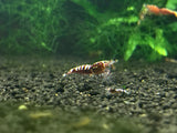 Freshwater Red Galaxy Fishbone Grade SS (PACK OF 5+1 for DOA extra)
