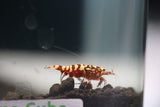 Freshwater Red Galaxy Fishbone Grade SS (PACK OF 5+1 for DOA extra)