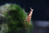 Freshwater Red Galaxy Fishbone Grade SS (PACK OF 5+1 for DOA extra)