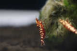 Freshwater Red Galaxy Fishbone Grade SS (PACK OF 5+1 for DOA extra)