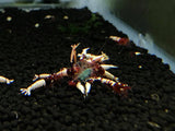 Red Pinto Shrimp (PACK OF 5+1 for DOA extra)