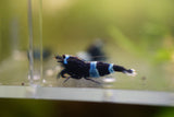 [neo-caridinas] - Blue Crown Aquatics Trade