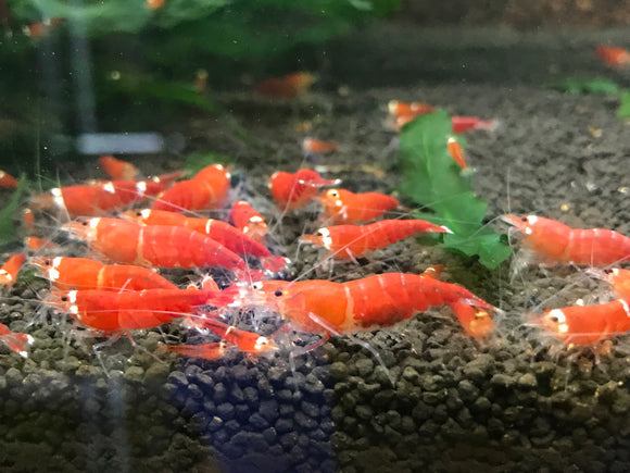 Super Red - One Stripe Shrimp (Pack of 5)