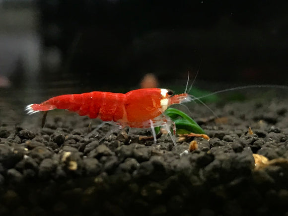 Super Red - Full (Pack of 5)