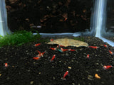 Super Red - One Stripe Shrimp (Pack of 5)