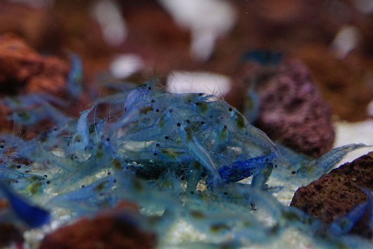 [neo-caridinas] - Blue Crown Aquatics Trade