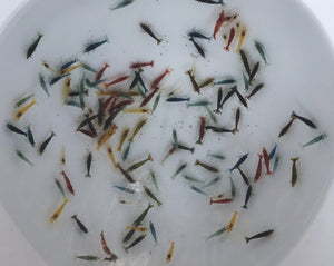 Freshwater Ornamental Assorted Neos plus for DOA