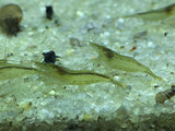 Freshwater Green Babaulti PLUS FOR DOA