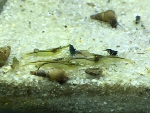 Freshwater Green Babaulti PLUS FOR DOA