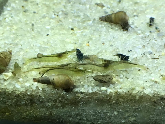 Green Babaulti Shrimp (Pack of 5+1)