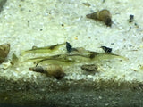 Freshwater Green Babaulti PLUS FOR DOA