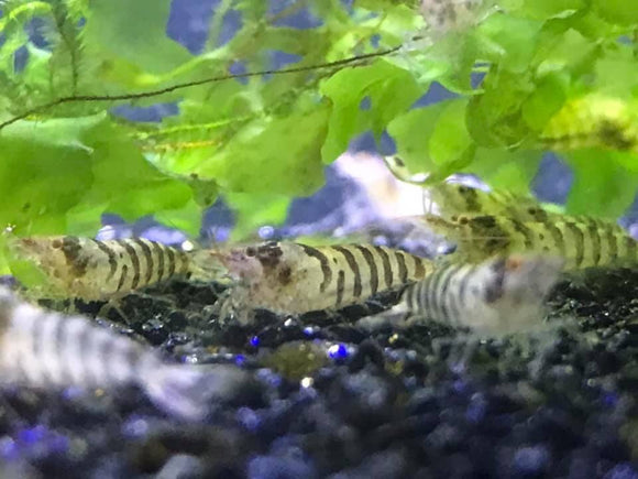 Zebra Babaulti Shrimp (PACK OF 5+1 for DOA extra)