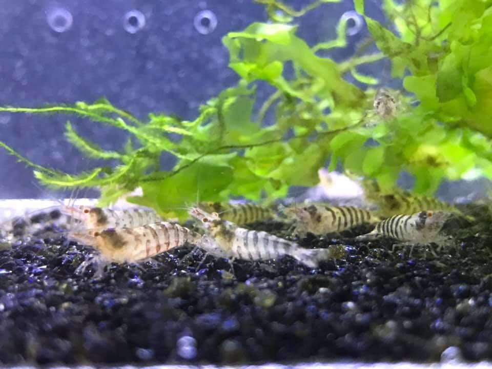 Zebra Babaulti Shrimp plus for DOA extra)