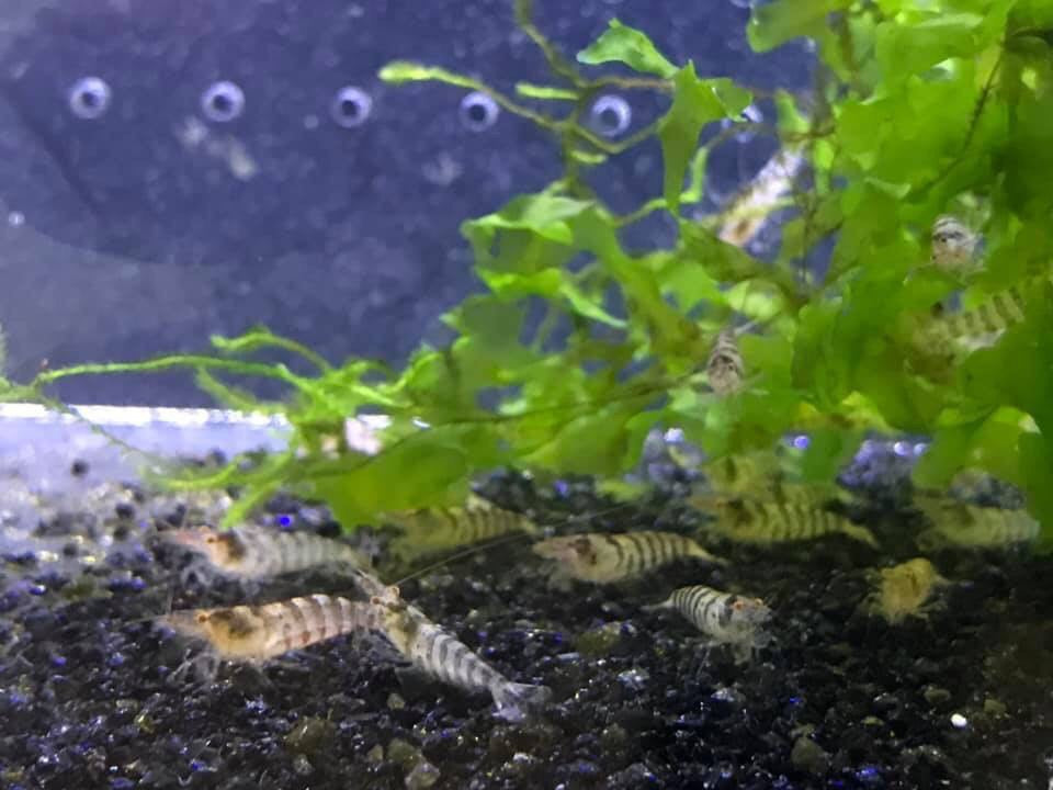 Zebra Babaulti Shrimp plus for DOA extra)