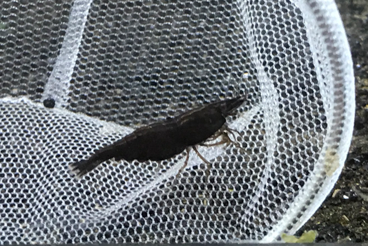 Black Rose plus for DOA