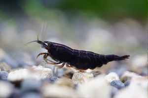 Black Rose Shrimp (PACK OF 5+1 for DOA extra)