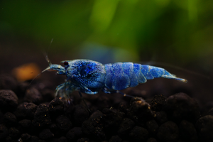 Blue Bolt Shrimp Grade SS (Pack of 5+1)
