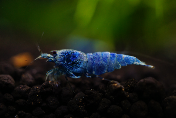 10 + 1(DOA) Extreme Blue Bolt Shrimp – Very Cute – Overnight Shipping – MO  Aquatics