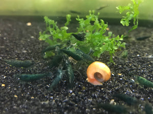 Green Emerald Shrimp (PACK OF 5+1 for DOA extra)