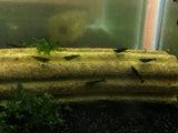 Green Emerald Shrimp (PACK OF 5+1 for DOA extra)