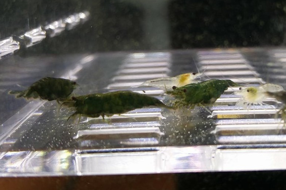 [neo-caridinas] - Blue Crown Aquatics Trade