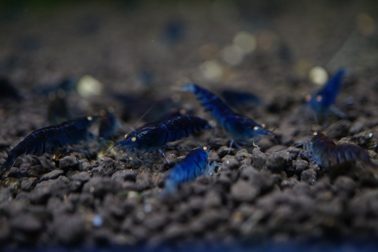 Orange Eye Royal Blue Tiger (PACK OF 5+1 for DOA extra)