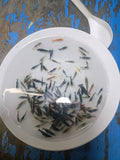 Freshwater NEO-Caridina Skittles (assorted colors) plus for DOA
