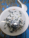 NEO-Caridina Culls (assorted colors) (PACK OF 5+1 for DOA extra)
