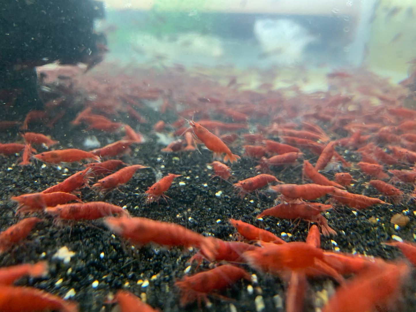 Painted Fire Red  plus for DOA