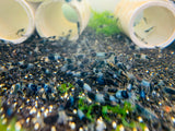 Freshwater Blue Carbon Rili plus for. DOA