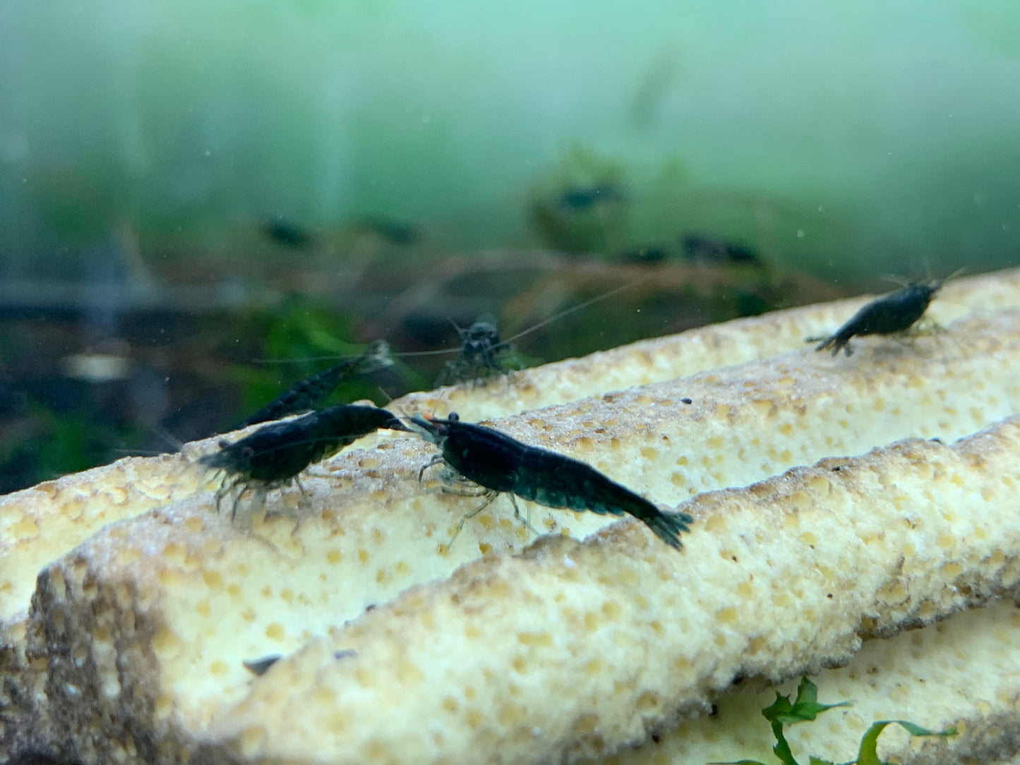 Green Emerald (PACK OF 5+1 for DOA extra)