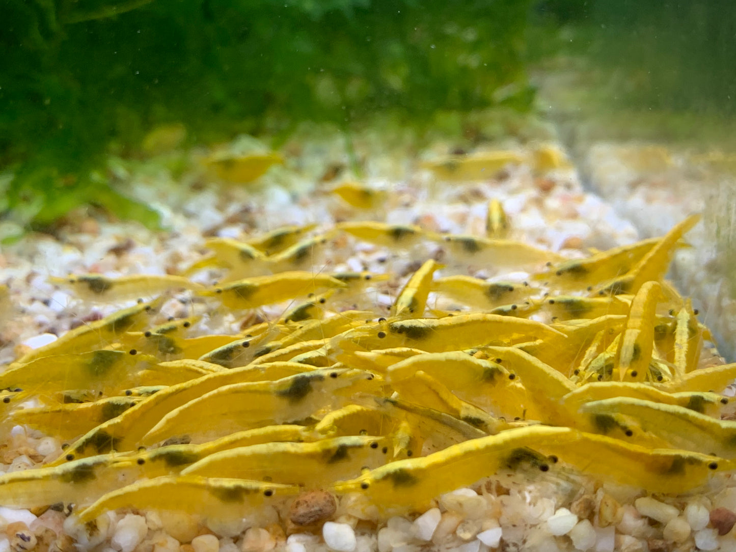 Yellow Back / Ultra Gold Shrimp plus for DOA