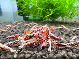 Freshwater Red Galaxy Fishbone Grade SS (PACK OF 5+1 for DOA extra)