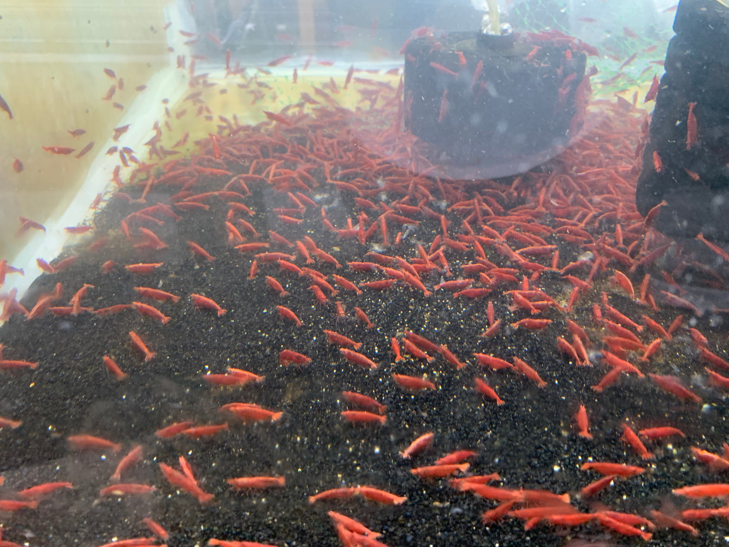 Painted Fire Red  plus for DOA