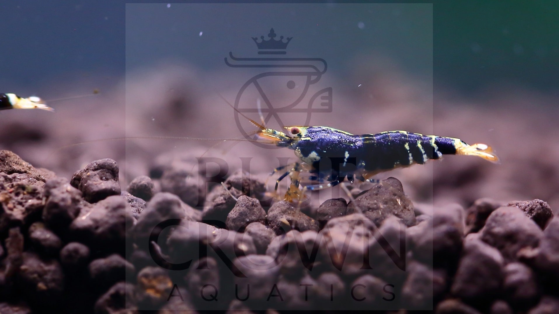 Purple Metallic Nanashi Pinto (PACK OF 5) PREORDER ONLY – Blue