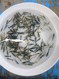 Freshwater NEO-Caridina Skittles (assorted colors) plus for DOA