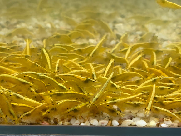 Yellow Golden Back / Ultra Gold Shrimp plus for DOA