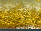 Golden Back / Ultra Gold Shrimp (PACK OF 5+1 for DOA extra)