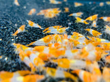 Freshwater Orange Rili plus for DOA