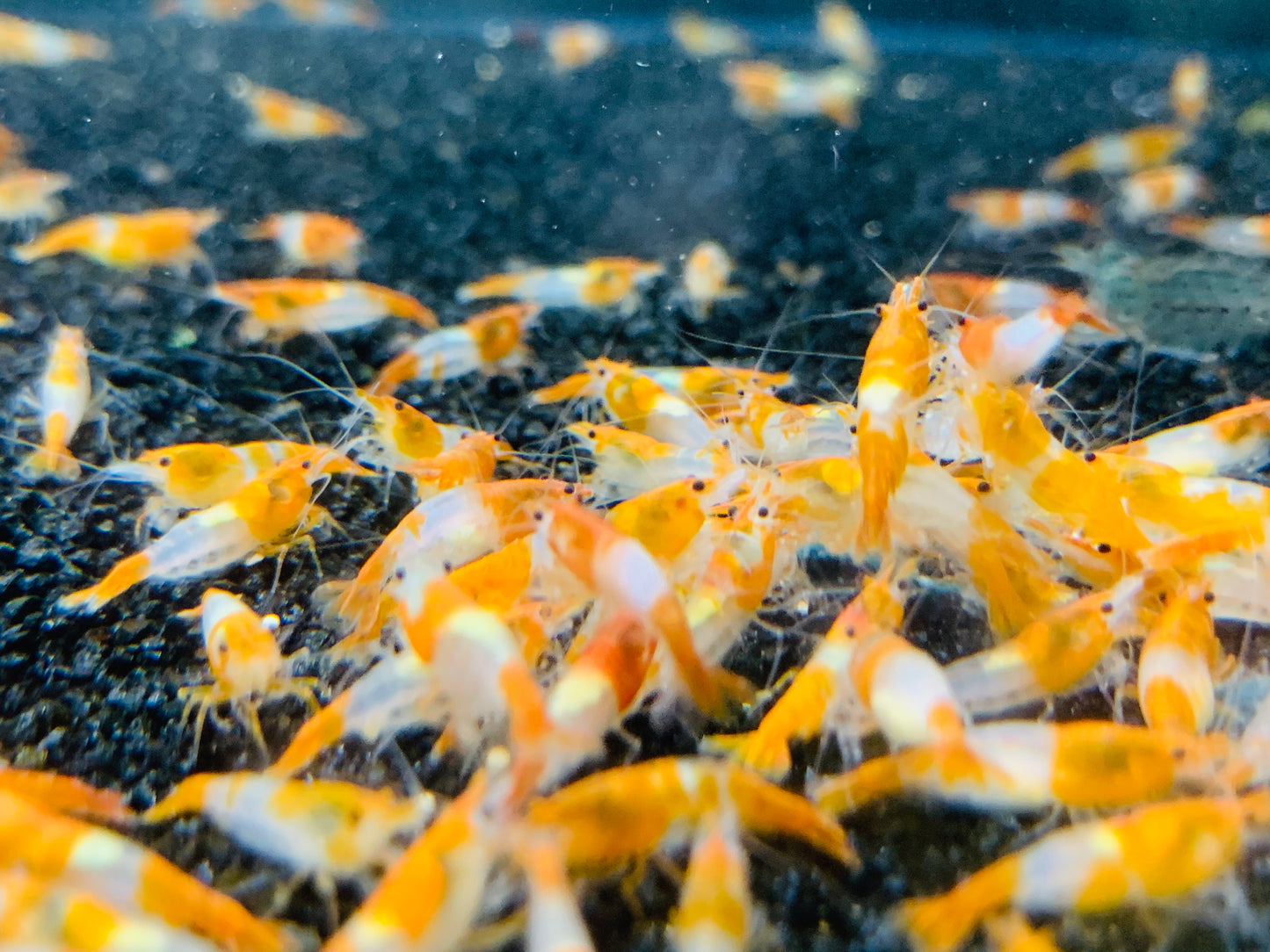 Orange Rili plus for DOA