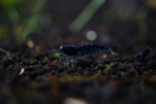 Orange Eye Royal Blue Tiger (PACK OF 5+1 for DOA extra)