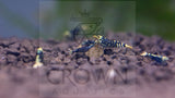 Freshwater Purple Metallic Nanashi Pinto (PACK OF 5) PREORDER ONLY