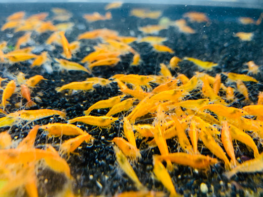 Sunkist/ Orange plus for DOA