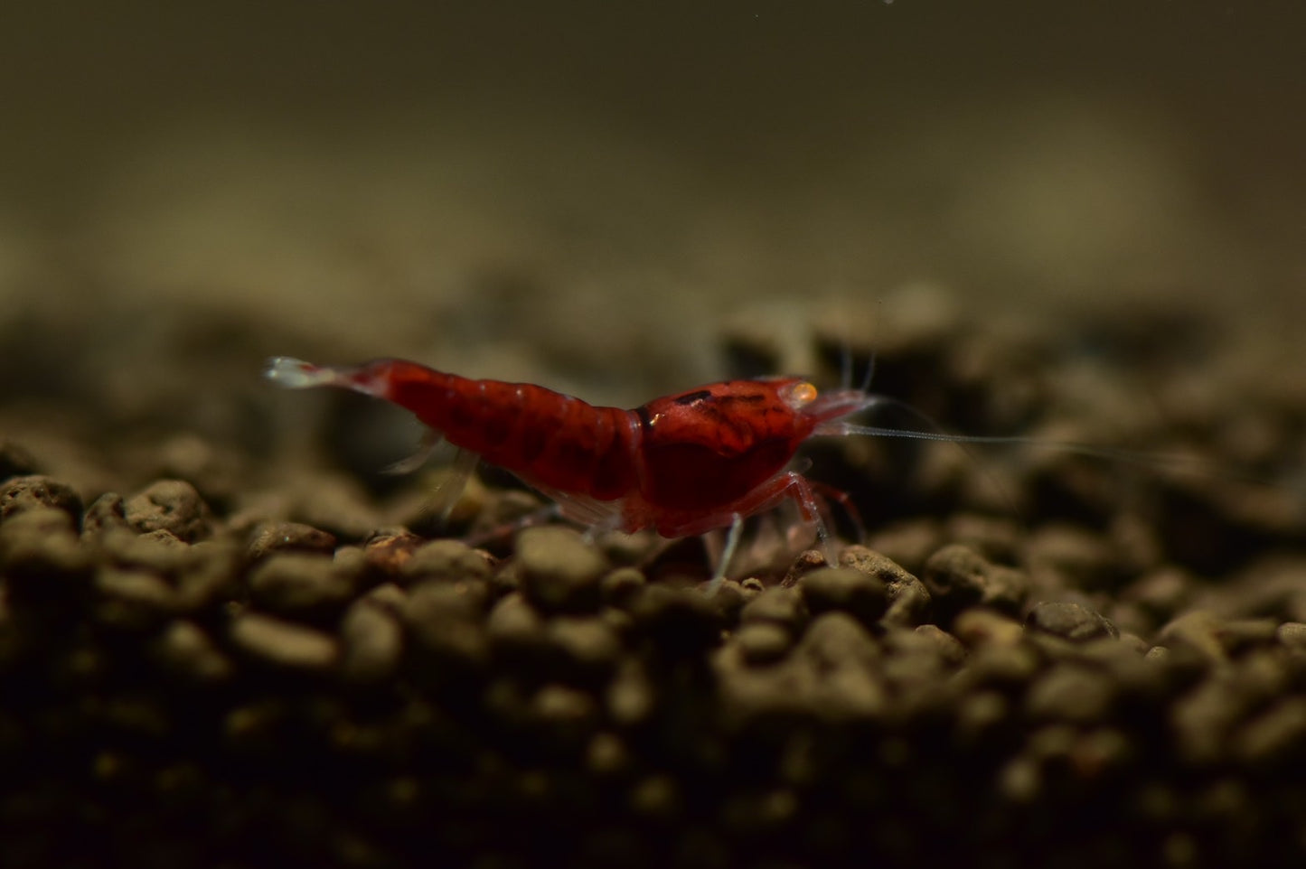 Orange Eye - Red Devil