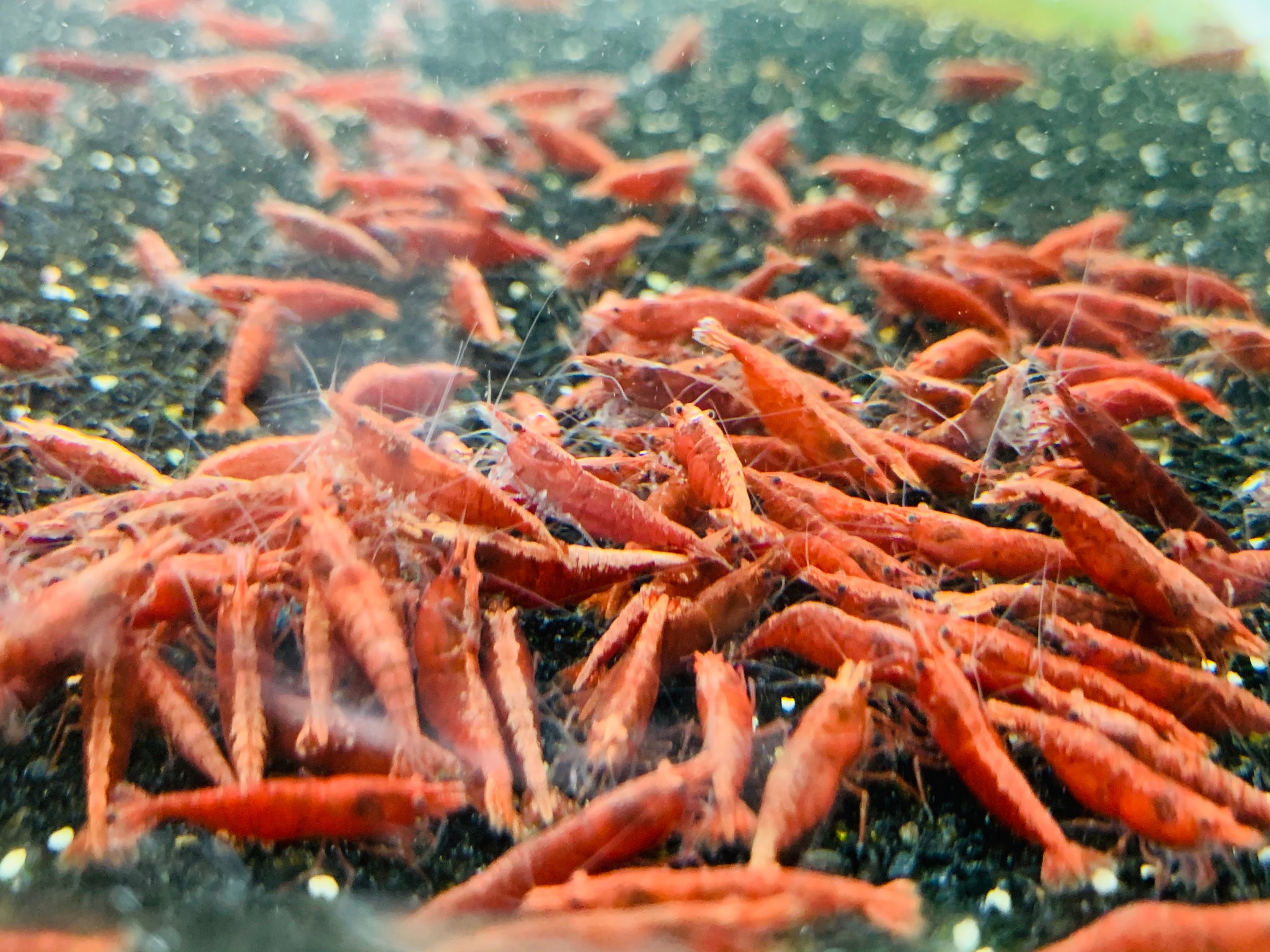 10+1 Fire Red Cherry Shrimp – Live Freshwater Aquarium Shrimp For Beginners (Heat Pack Included!)